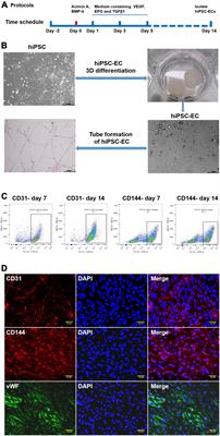 Extracellular vesicles produced by human-induced pluripotent stem cell-derived endothelial cells can prevent arterial stenosis in mice via autophagy regulation